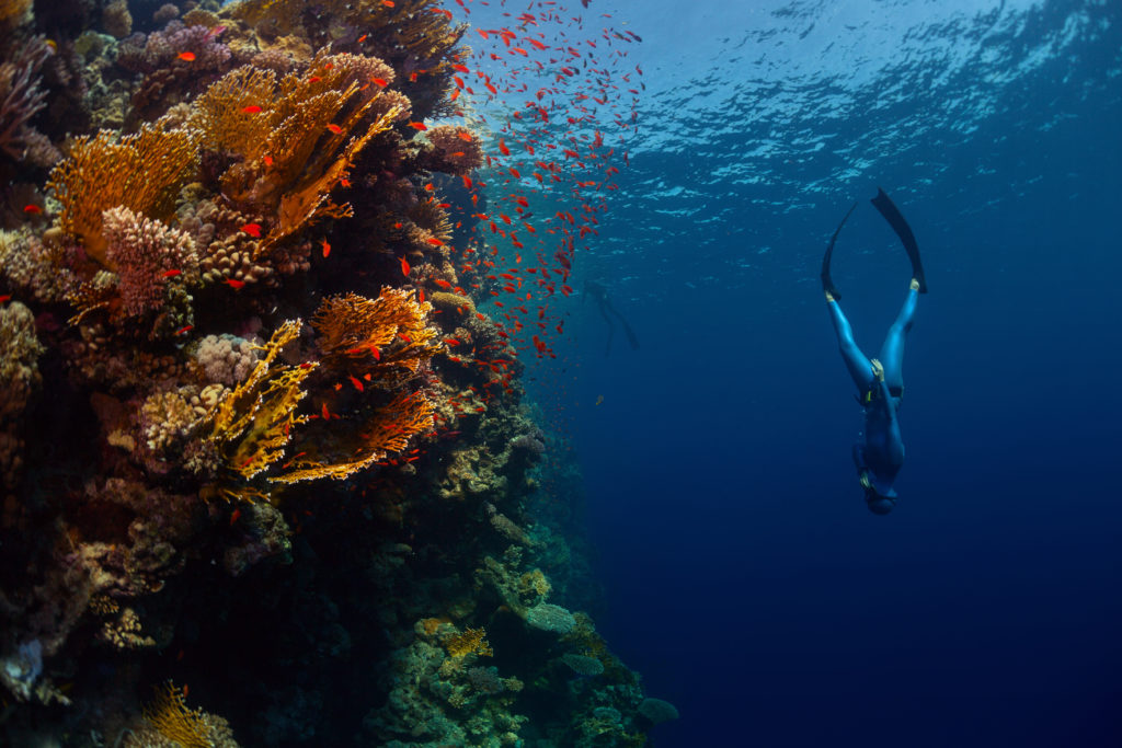 Freediving wellness experience