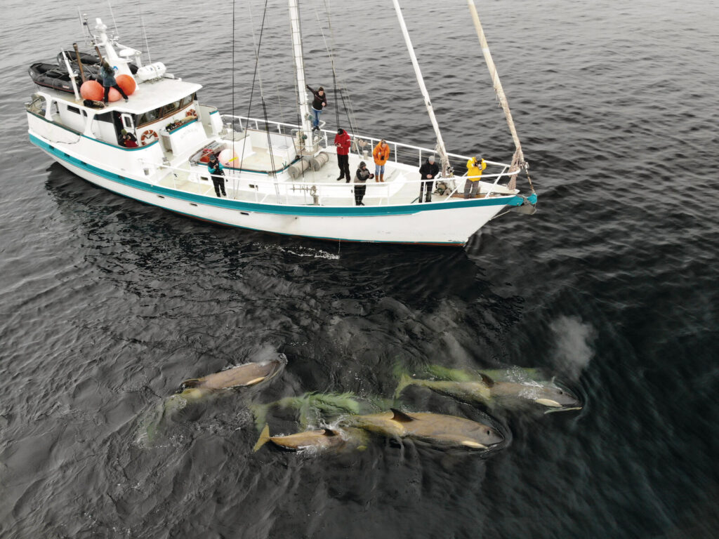 Scientists on a yacht searching for new species of killer way