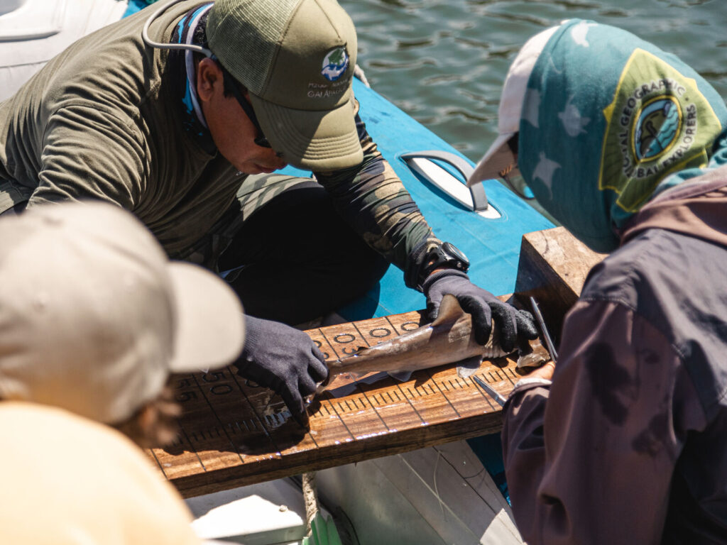 Conservationist measuring juvenile shark