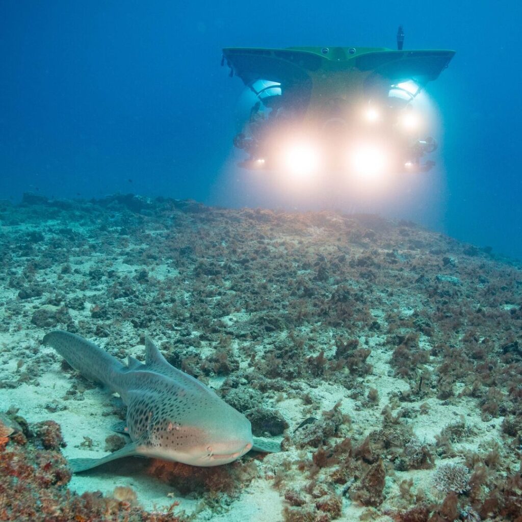 Sub with wildlife