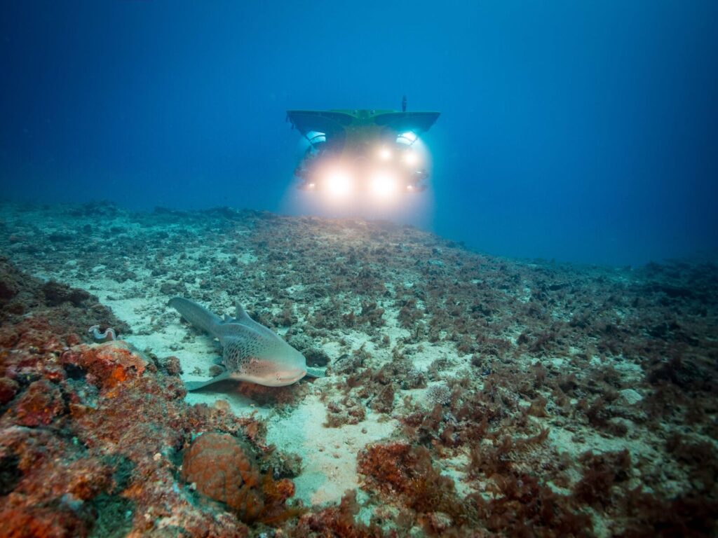Submersible with a shark in Fiji