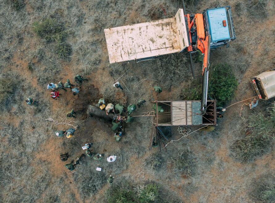 Rangers helping a rhino into a crate ready for translocation.