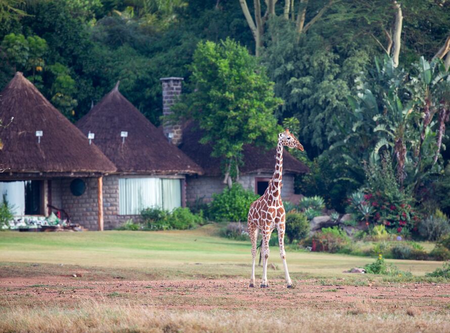 Giraffe