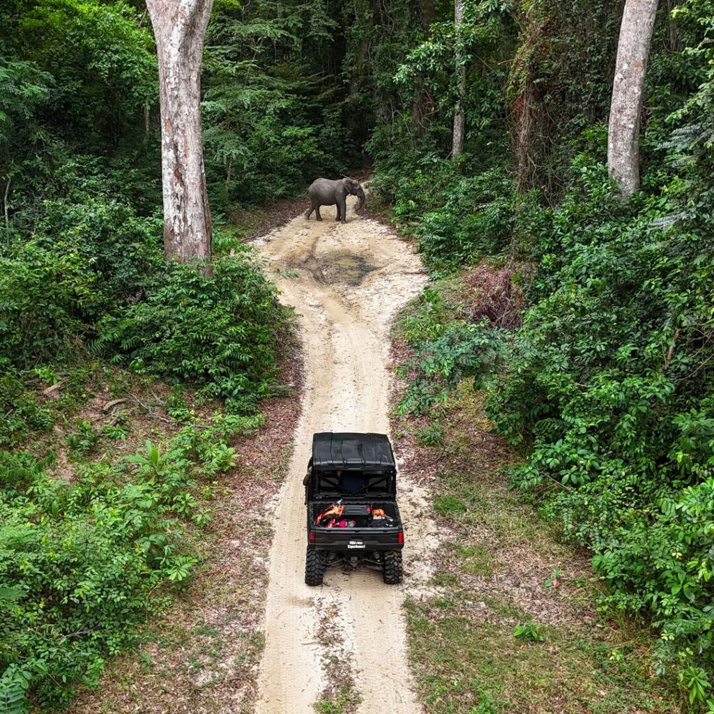 Safari vehicle approaching an elephant standing in the road.