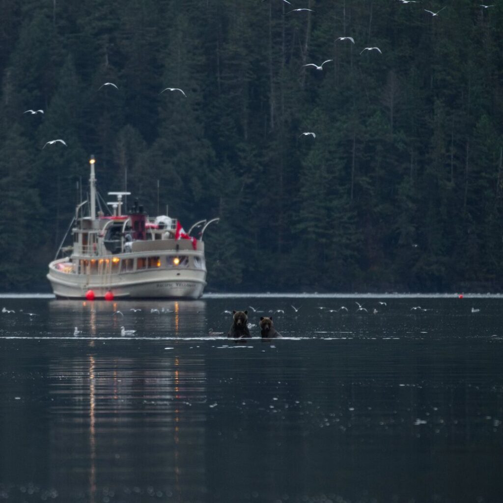 Grizzly bears swimming in front of a yacht