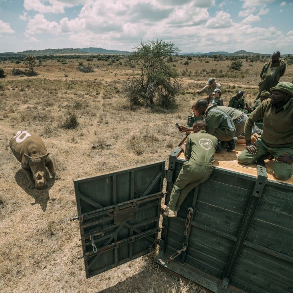 A rhino standing near a crate with rangers crowded on the roof.