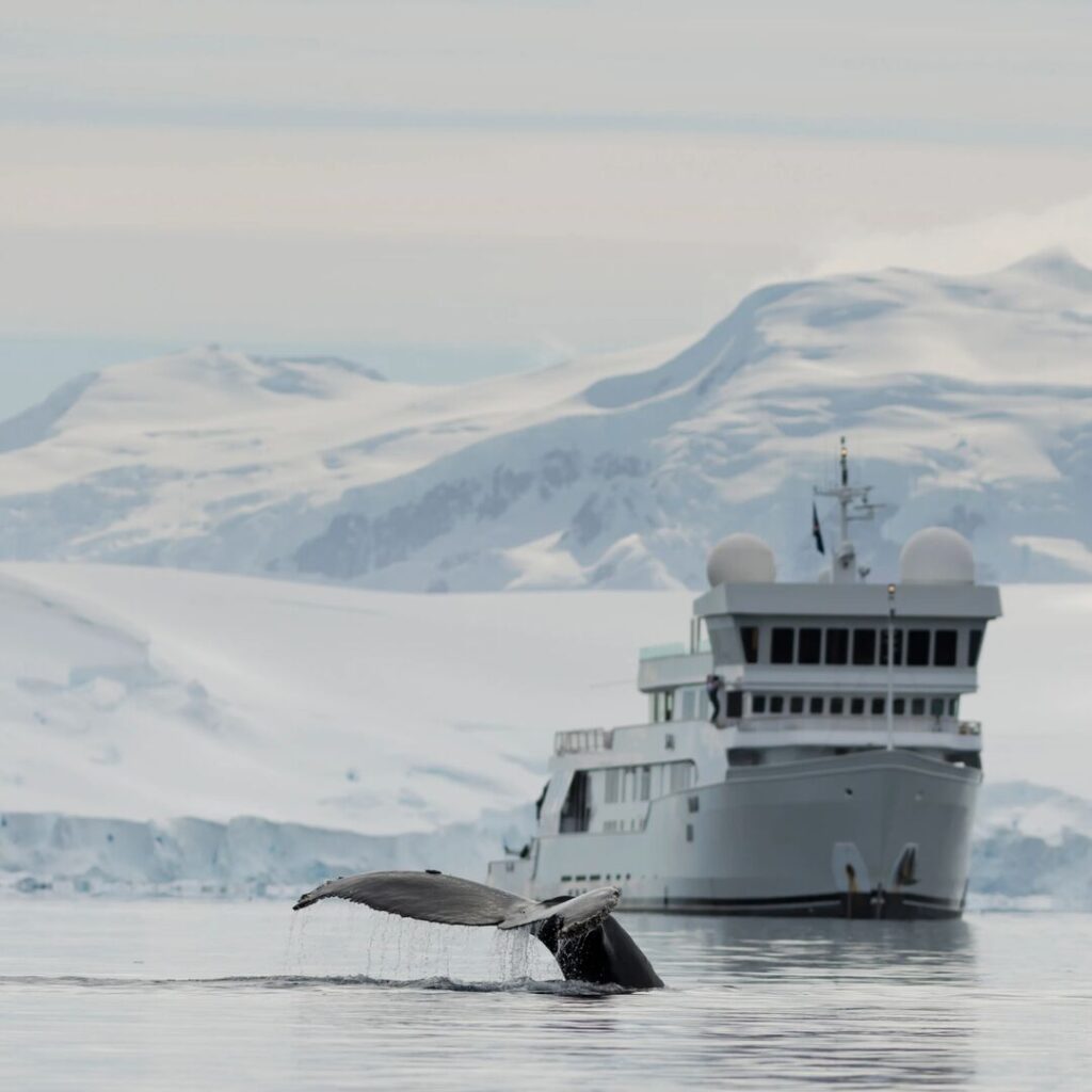 Whale tail coming out of the water in front of a yacht in Antarctica.