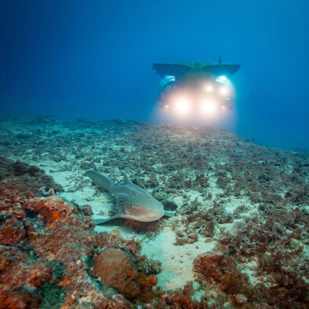 A submersible underwater watching a shark on the seabed.
