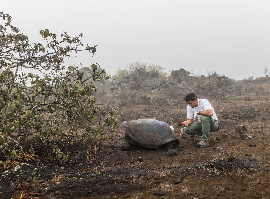 National park conservationist checks geotag on giant tortoise in the Galápagos