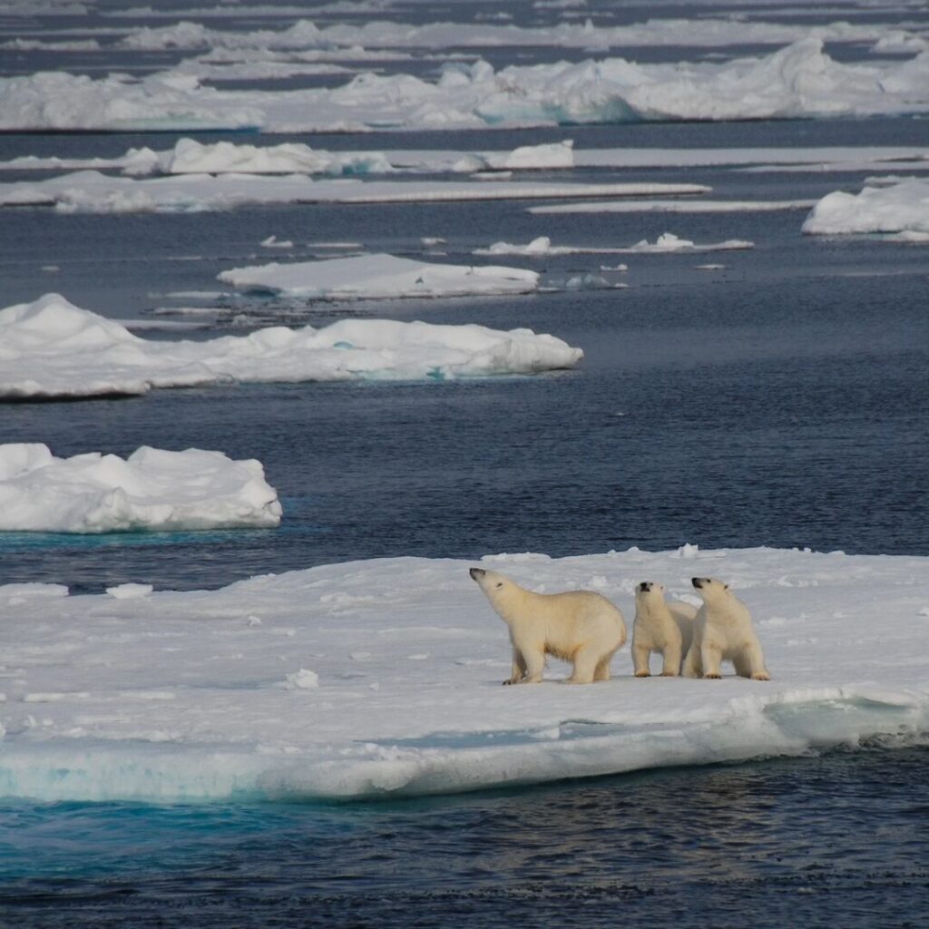 Polar bears on an iceberg in Greenland