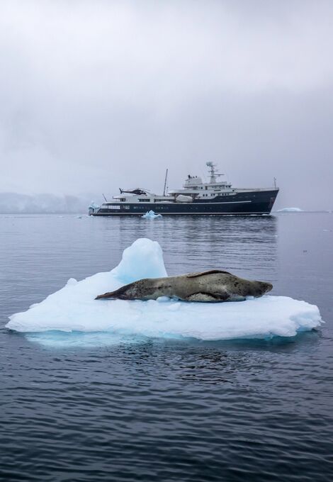 Superyacht in Antarctica with wildlife