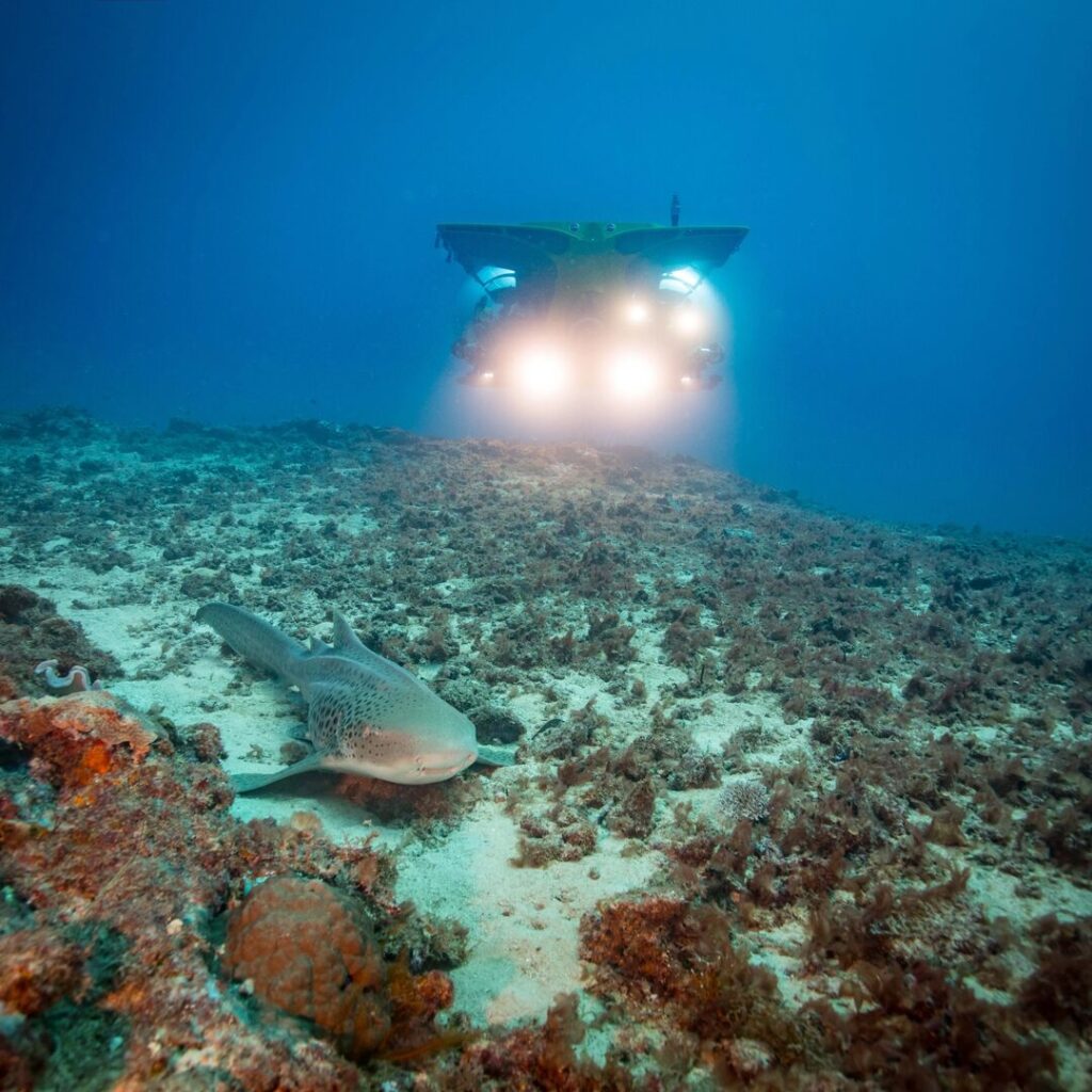 Submersible with leopard shark