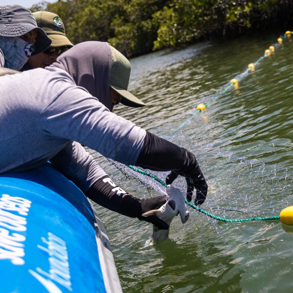 Man tagging juvenile hammerheads in the Galápagos
