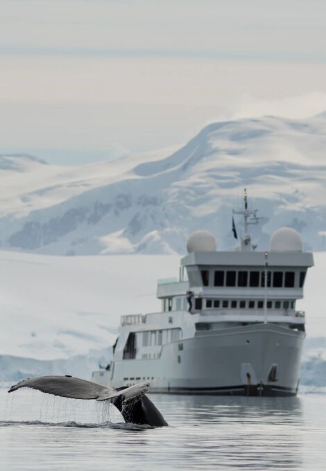 Superyacht with whale fluke