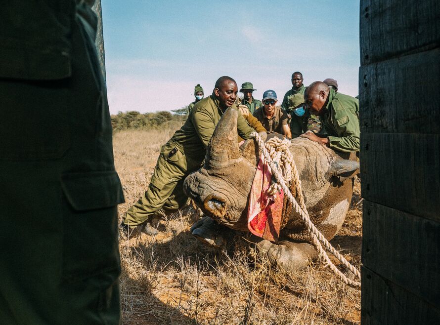 Conservationists move a rhino