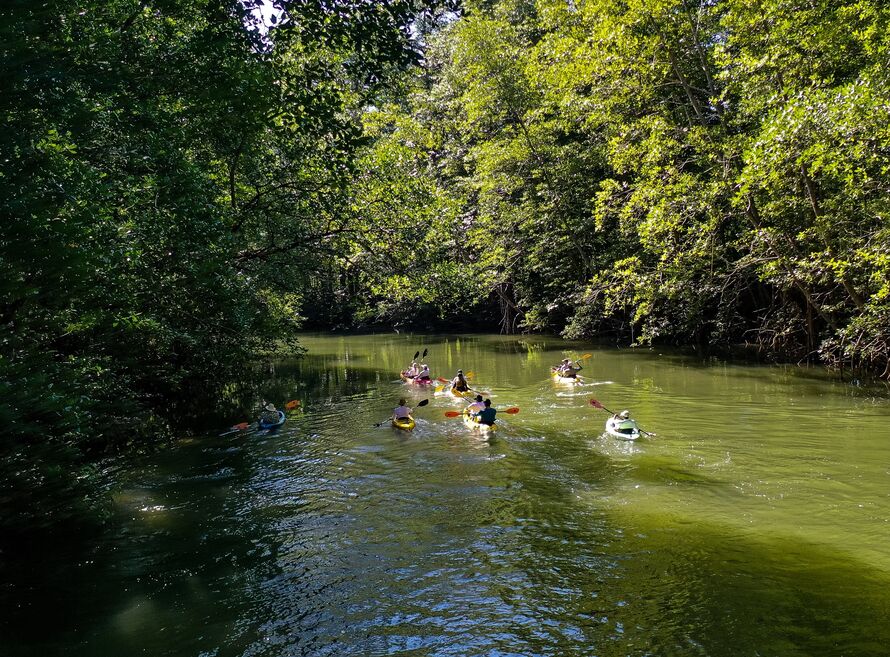 Multiple kayakers on a green jungle river